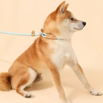 Collar or Harness for a Puppy: What’s Better?