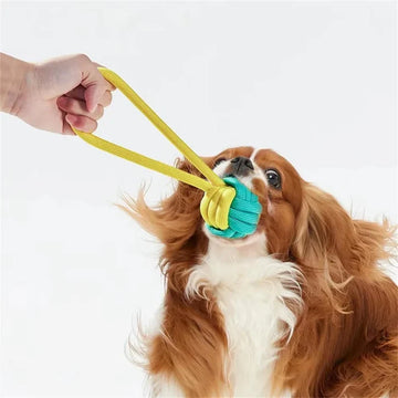 When Do Dogs Shed Their Fur Most?