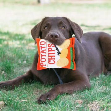 Why Cleaning Dog Toys is Essential?