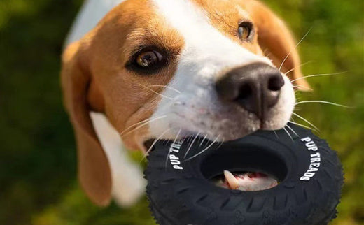 How to Teach Your Dog Not to Destroy Toys？
