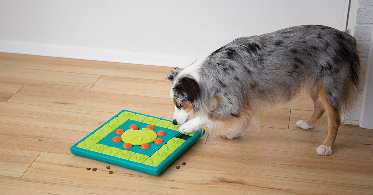10 Best Puzzle Toys for Dogs: Keep Your Pup Entertained and Mentally Sharp