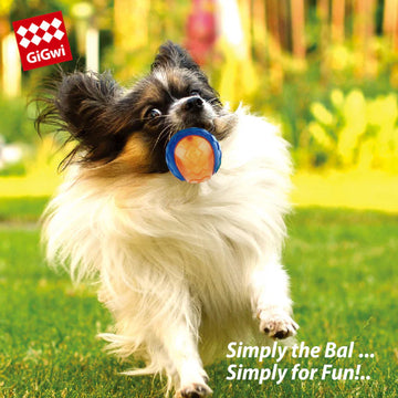 How to Teach a Dog to Fetch a Toy?