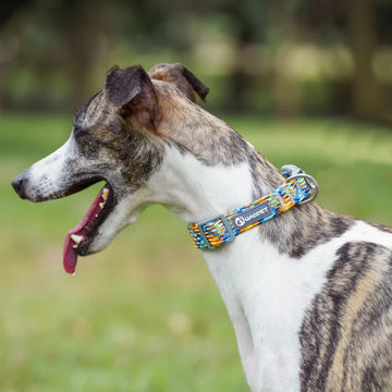 How Are Dog Collars Measured？
