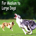 For Medium to Large Dogs