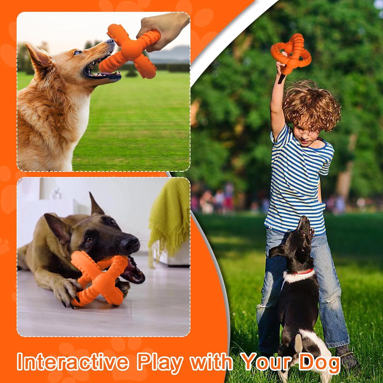 Interactive Play with Your Dog